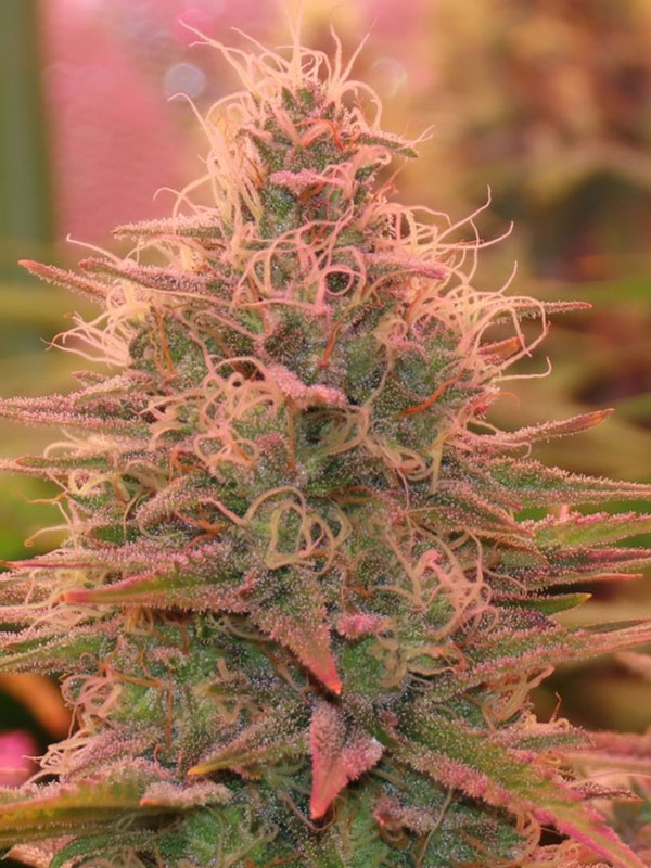 UMME Feminised Cannabis Seeds Anesia Seeds