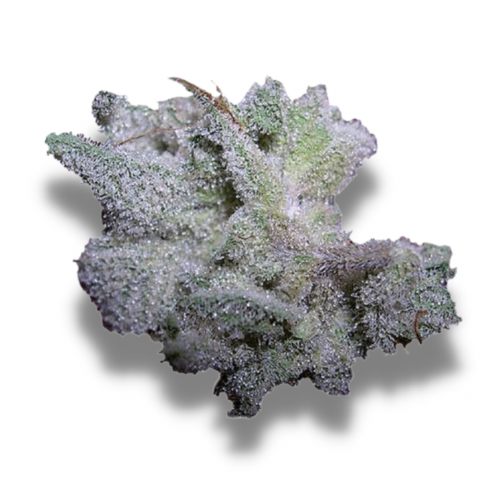 Brain Damage Feminised Seeds