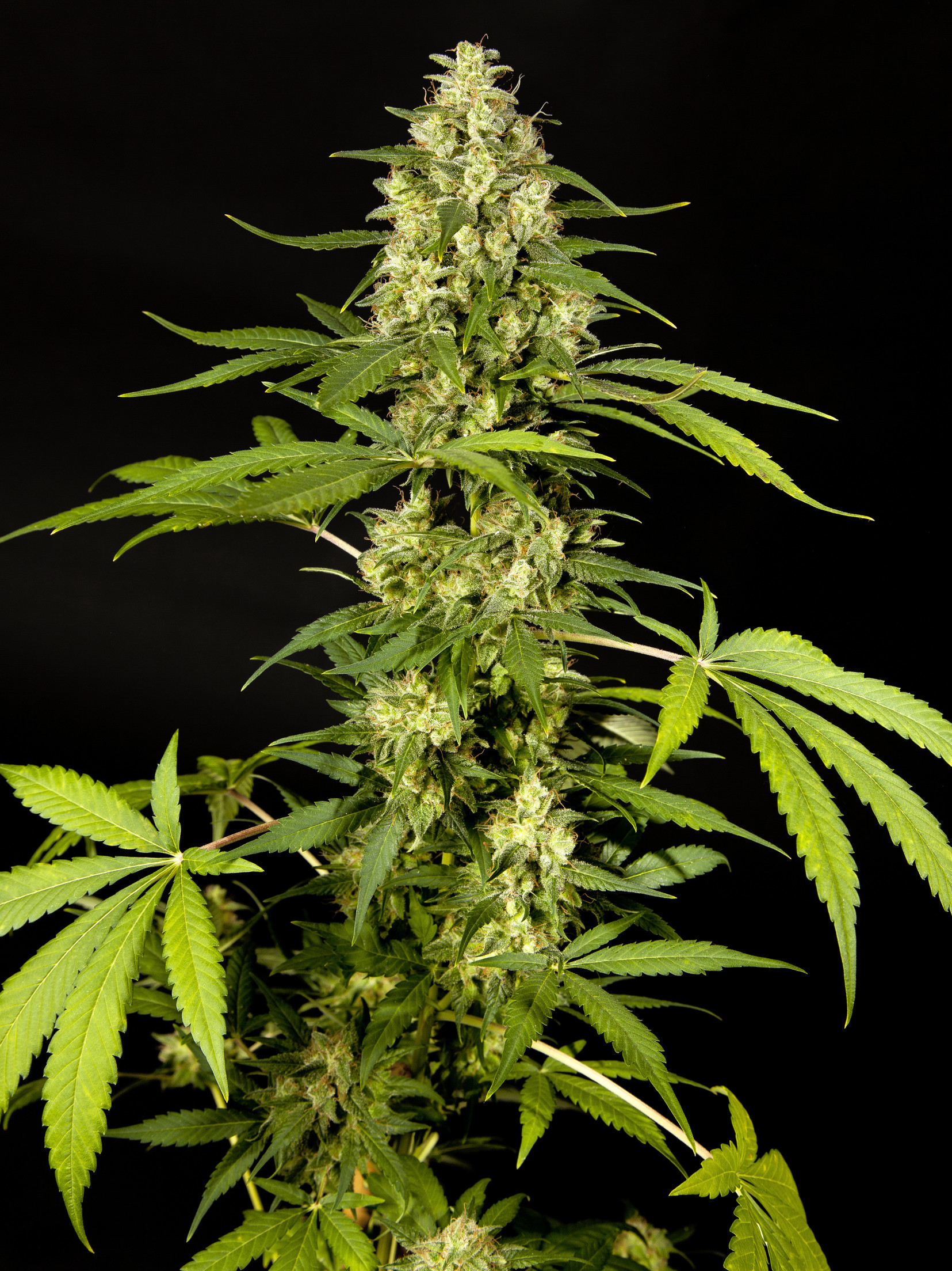 Sweet Love Feminised Seeds