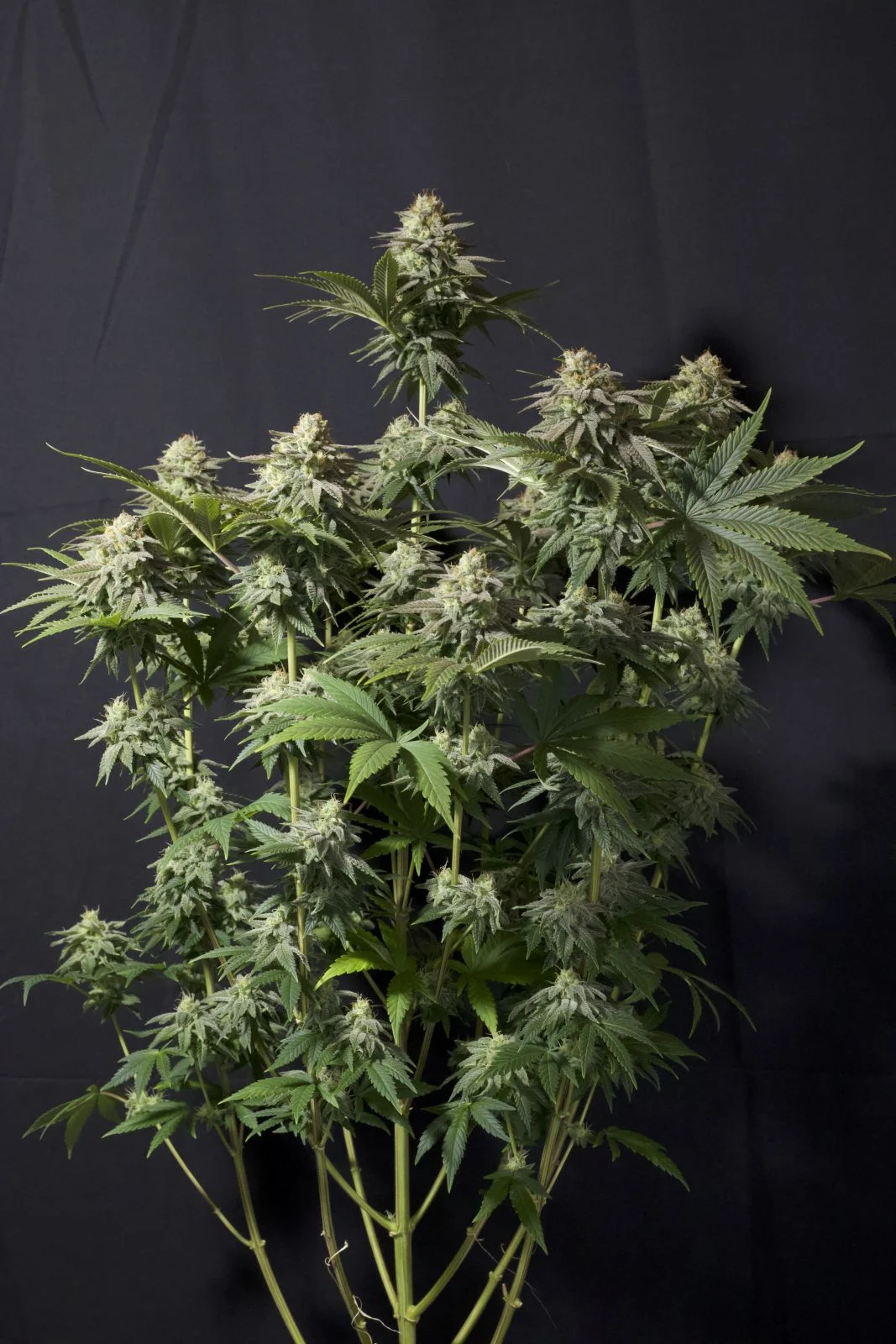 Orange Sherbet FF Feminised Seeds