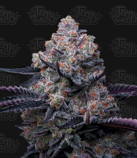 RS11 Feminised Seeds