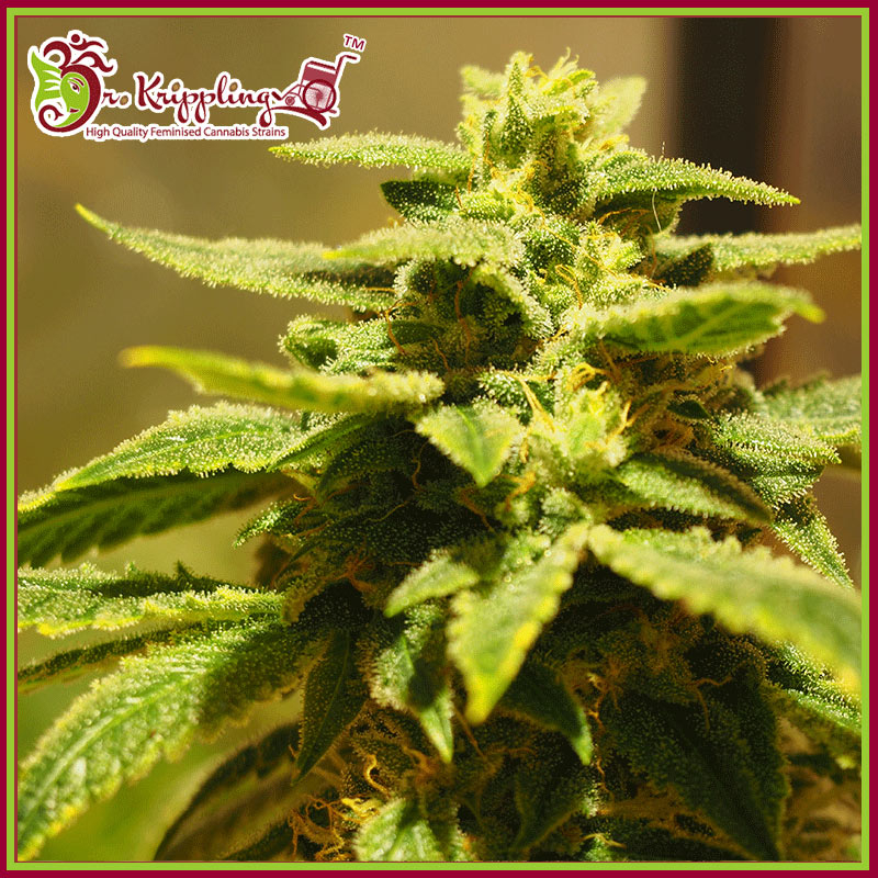 Krippling's Gelato Feminised Seeds