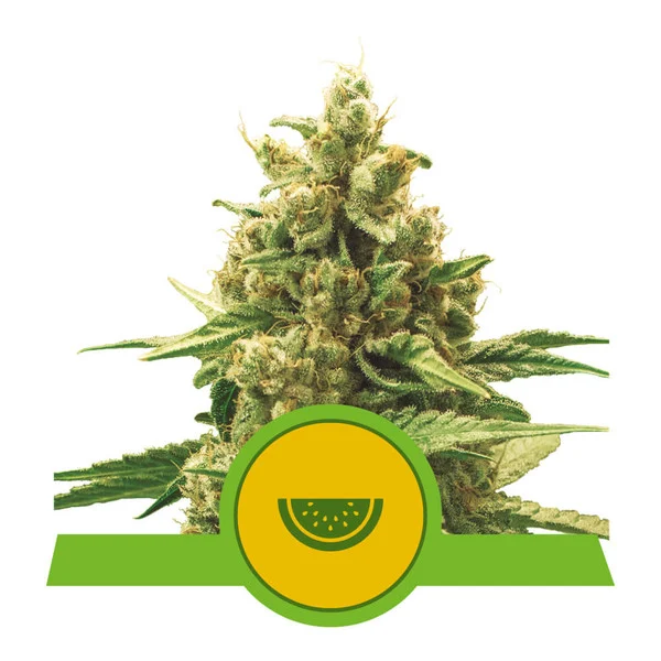 Watermelon Auto Feminised Seeds