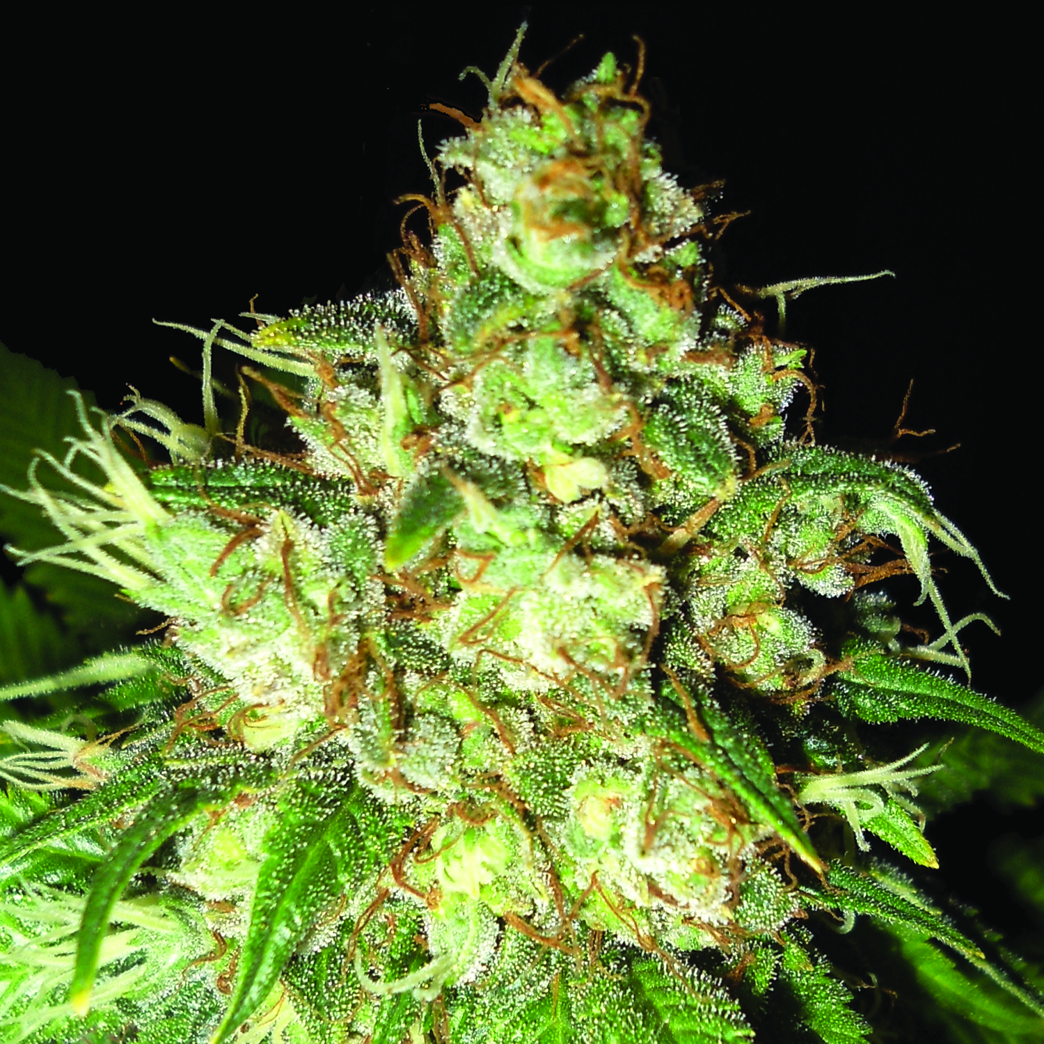 Bubba Cheese Auto Feminised Emerald Triangle Seeds