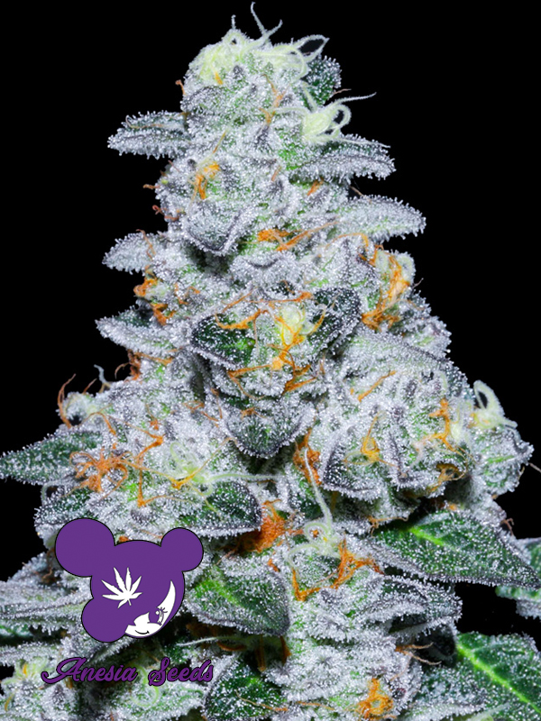 Captain Future Feminised Cannabis Seeds Anesia Seeds