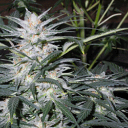 Star Ryder Automatic Feminised Seeds