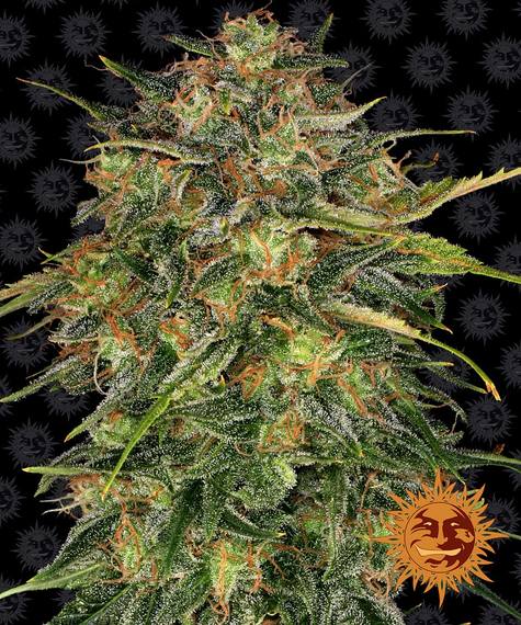 Cheese Feminised Barney's Farm Seeds