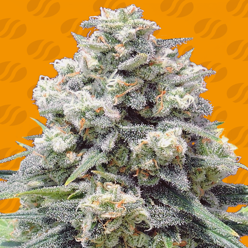 White Widow + Feminised Seeds