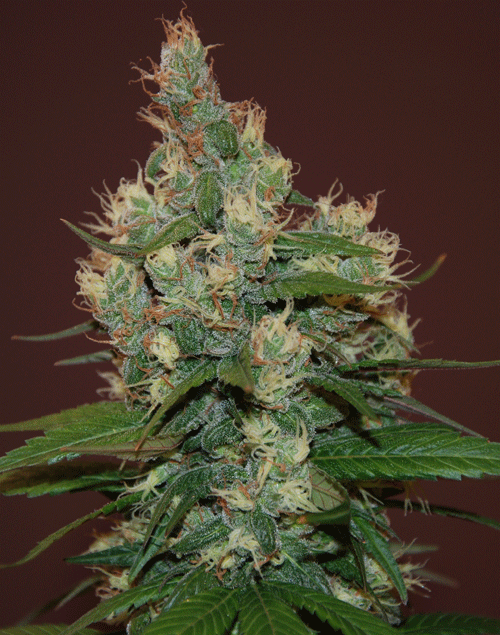 Sour Turbo Diesel Feminised Seeds