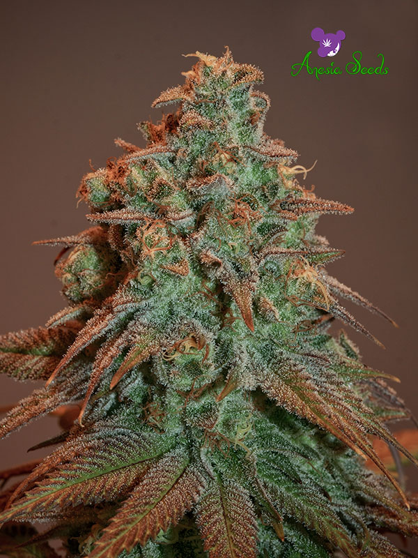 Auto Nova OG  Feminised Seeds