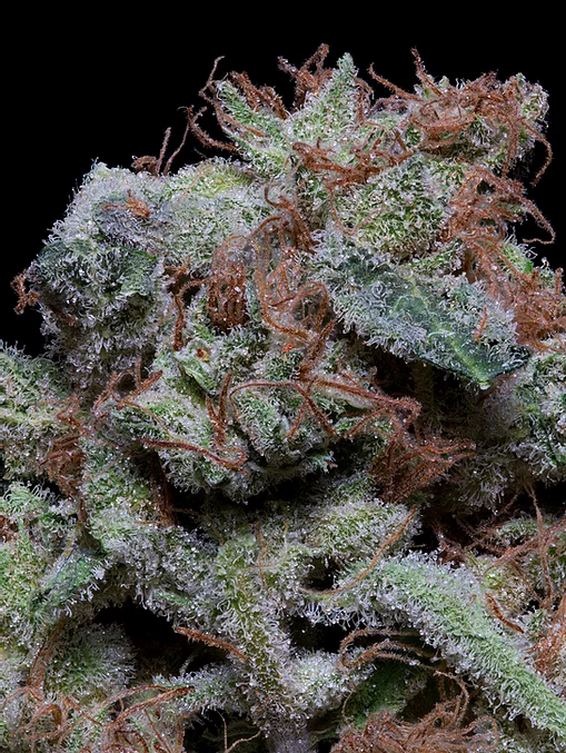 Don Cherrypie Feminised Seeds