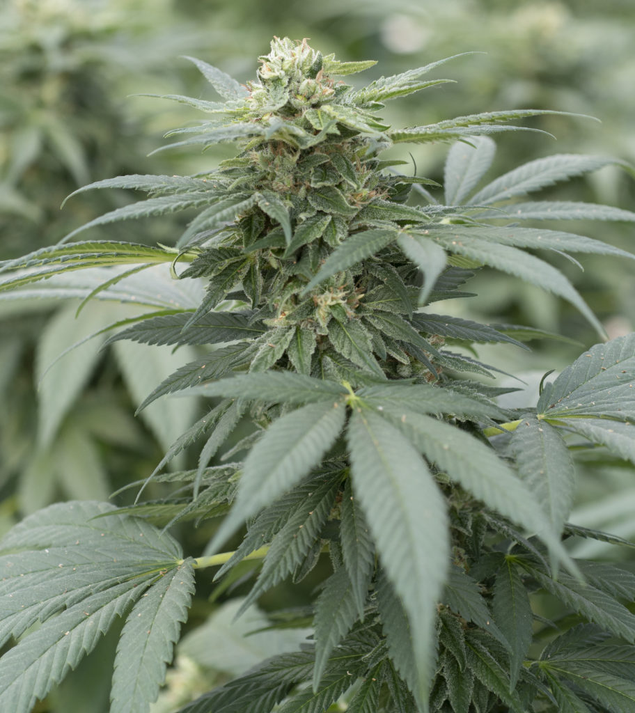 Gorilla Glue #4 Feminised Seeds