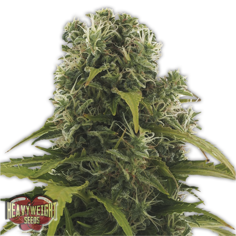 High Density Auto Feminised Seeds