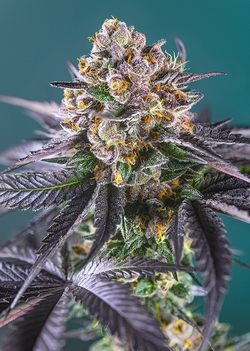 Red Strawberry Banana Auto Feminised Seeds