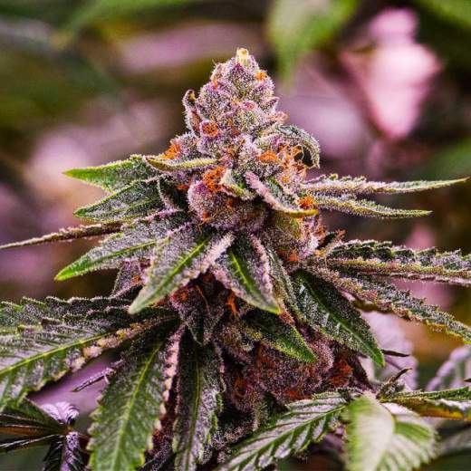 Girl Scout Cookies Auto Feminised Seeds