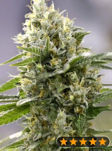 Banana Punch Feminised Powerstrains Seeds