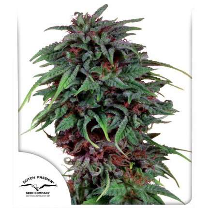Passion #1 Feminised Seeds