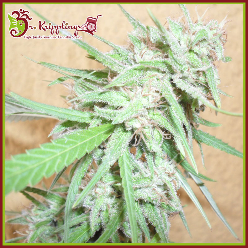 Spinning Buzz Kick Feminised Seeds