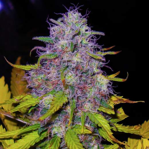 Jock Horror Feminised Seeds