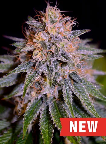 Biscotti Auto Feminised Cream of the Crop Seeds