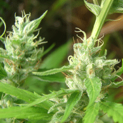 Lowboldt Automatic Feminised Seeds