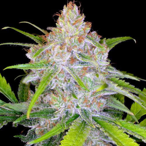 CBD Medi Kush Feminised Seeds