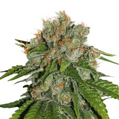 Amnesia Auto Feminised Seeds