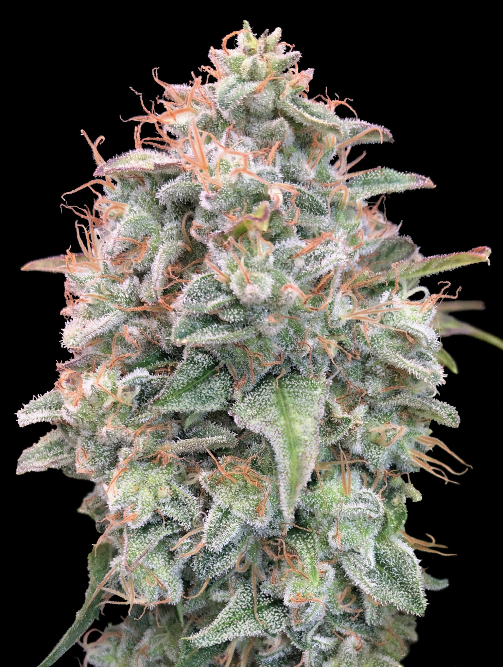 Auto Banana Cookies Feminised Advanced Seeds