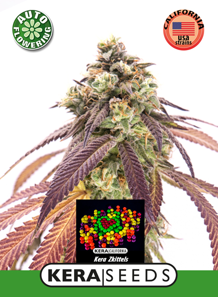 Zkittels Auto Feminised Seeds