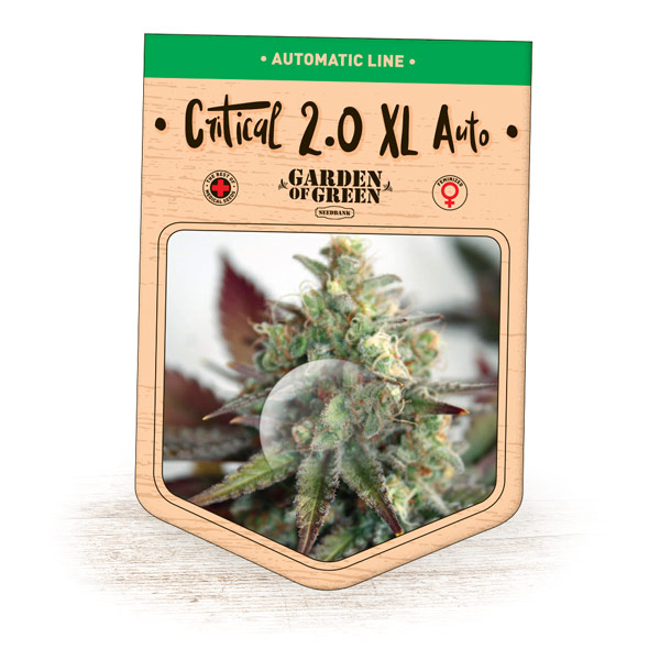 Critical 2.0 XL Auto Feminised Garden Of Green Seeds