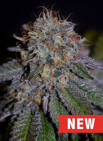 Biscotti Feminised Cream of the Crop Seeds