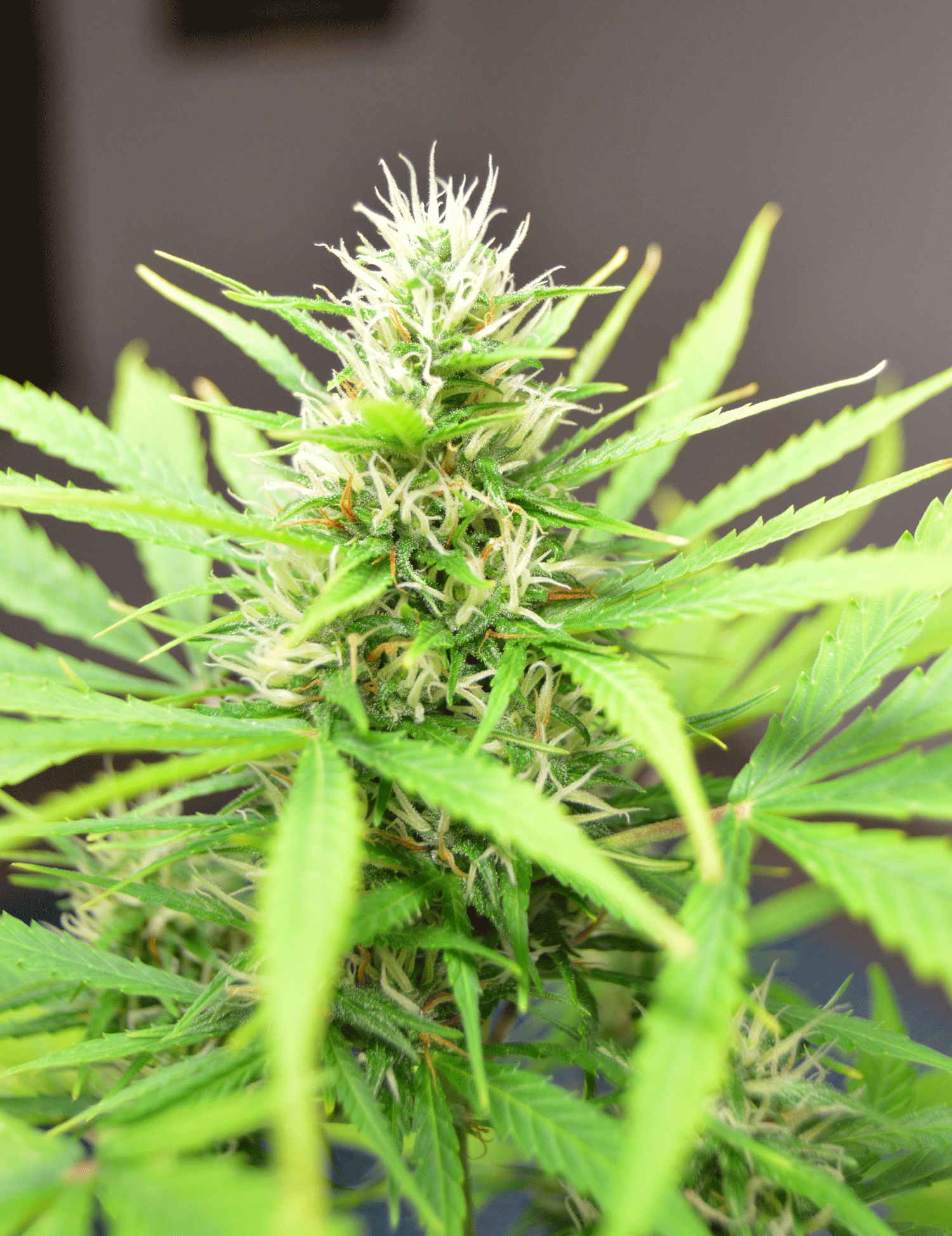 Robocrop Auto Feminised Seeds
