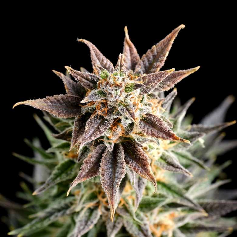 Big Band Feminised Seeds