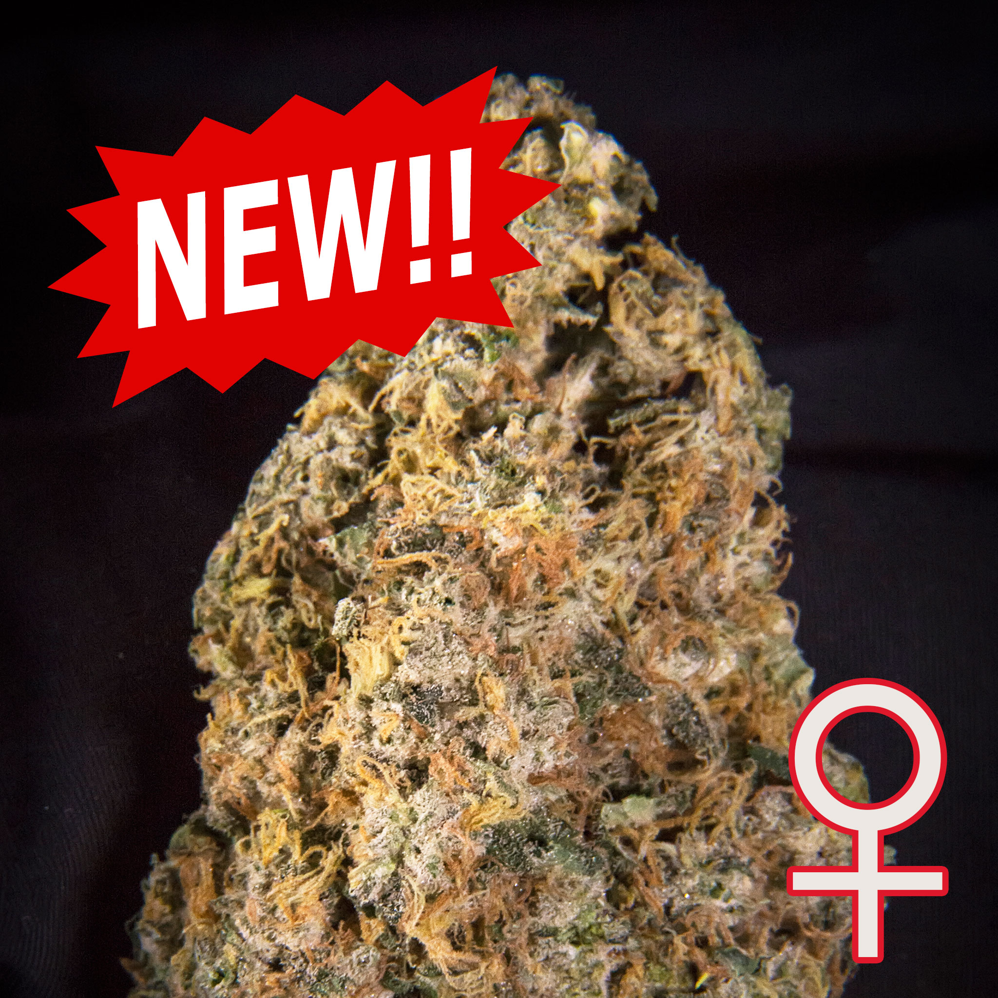 Diamond Queen Kush Auto Feminised Seeds