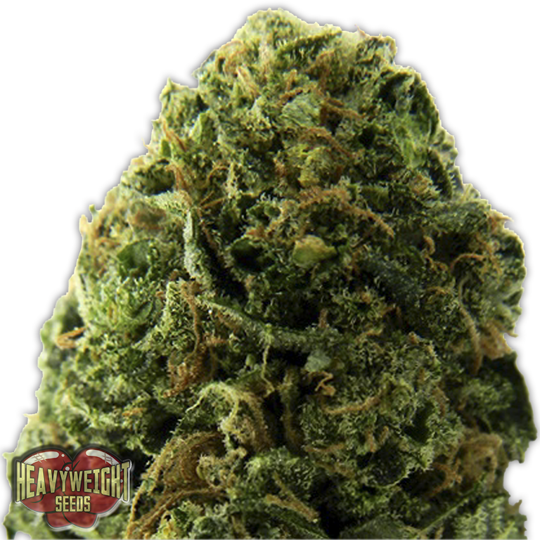 Massive Midget Auto Feminised Seeds