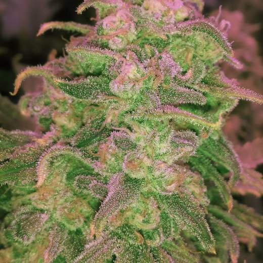 Hawaii Maui Waui Feminised Seeds