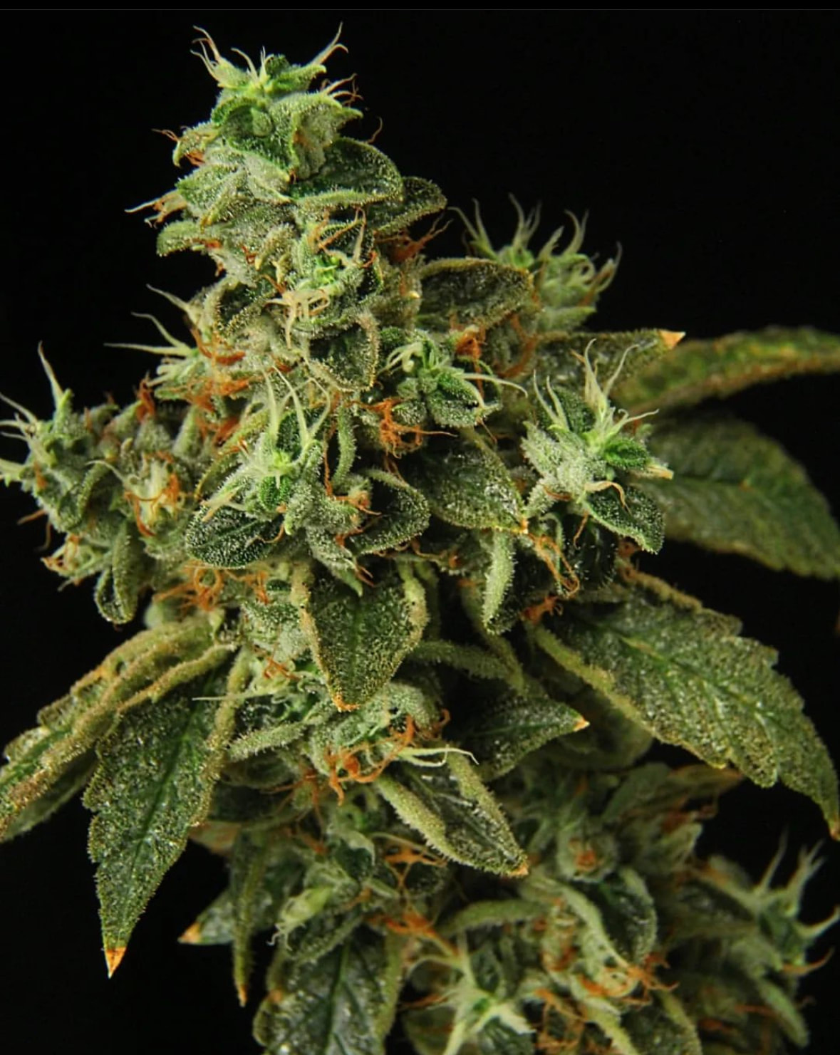 Special Rum Auto Feminised Seeds