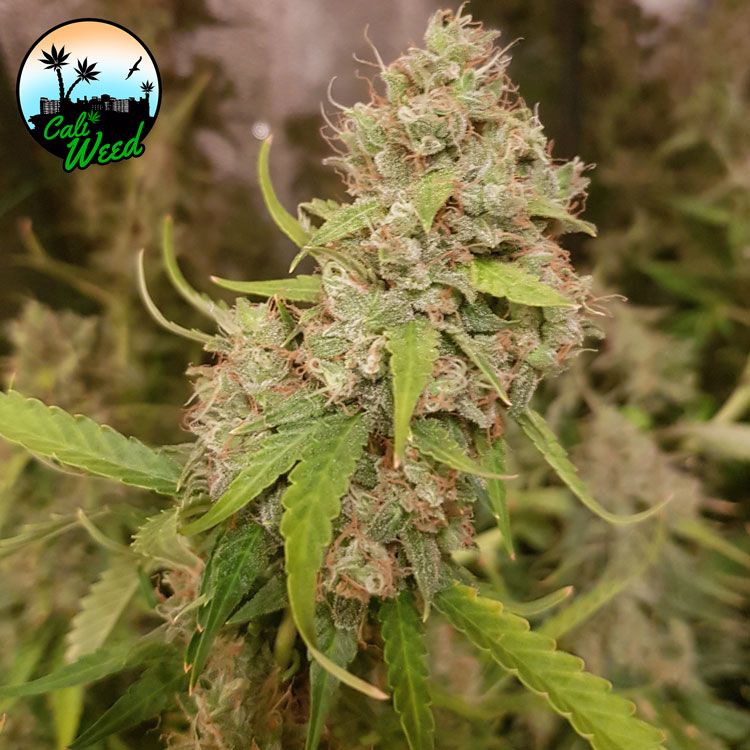Oreoz Feminised Seeds