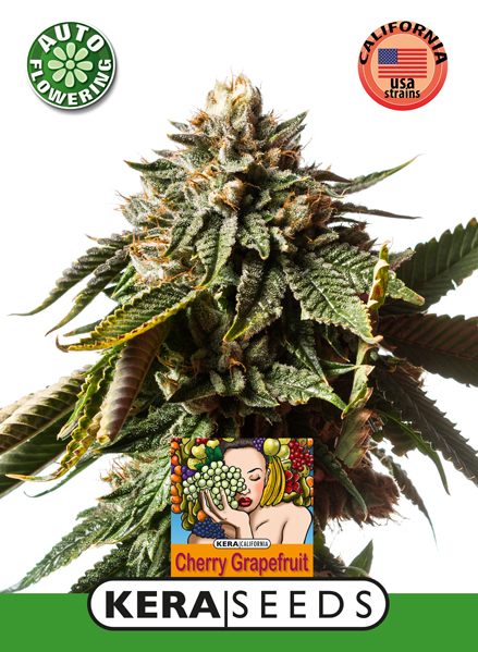 Cherry Grapefruit Auto Feminised Seeds
