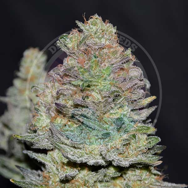 Delicious Cookies Auto Feminised Seeds