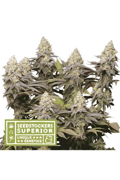 Panty Punch Feminised Seeds
