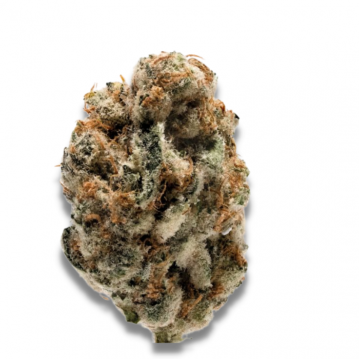 K.O Kush Feminised Seeds