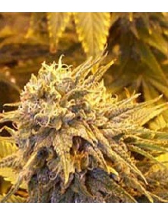 Silver Shadow Haze Feminised Seeds