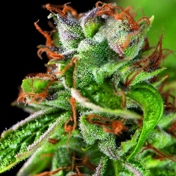 Double OG Haze Feminised Seeds