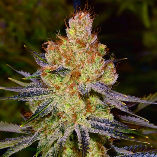 Orange Bud Feminised Seeds