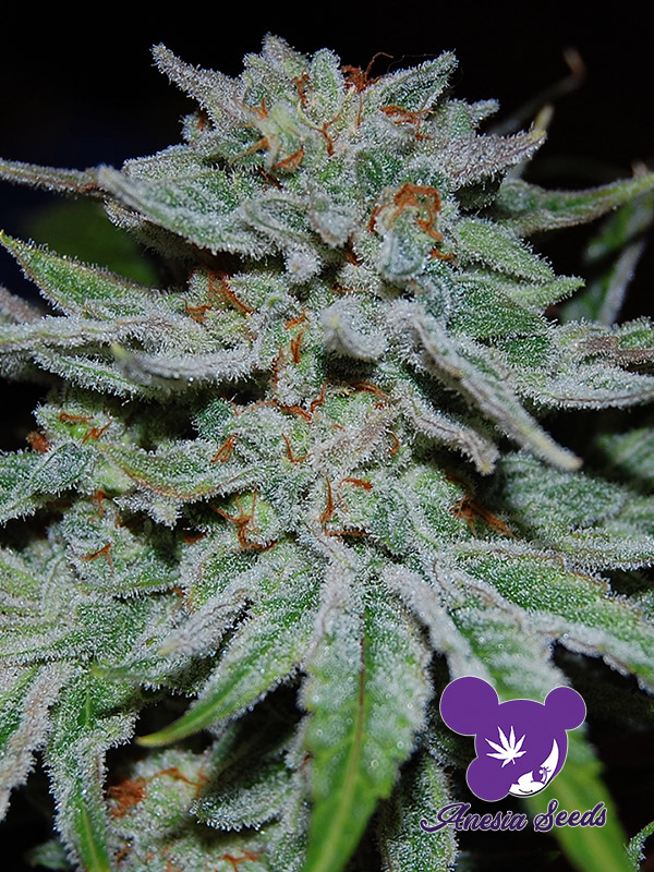 Slurricane Feminised Cannabis Seeds Anesia Seeds