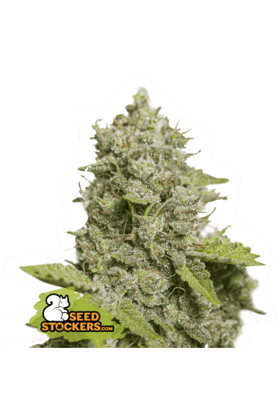 CBD Critical XXL Auto Feminised Seeds