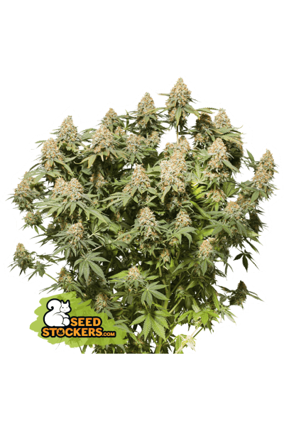 Moby Dick Feminised Seeds