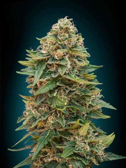 Auto Skunk 47 Feminised Advanced Seeds