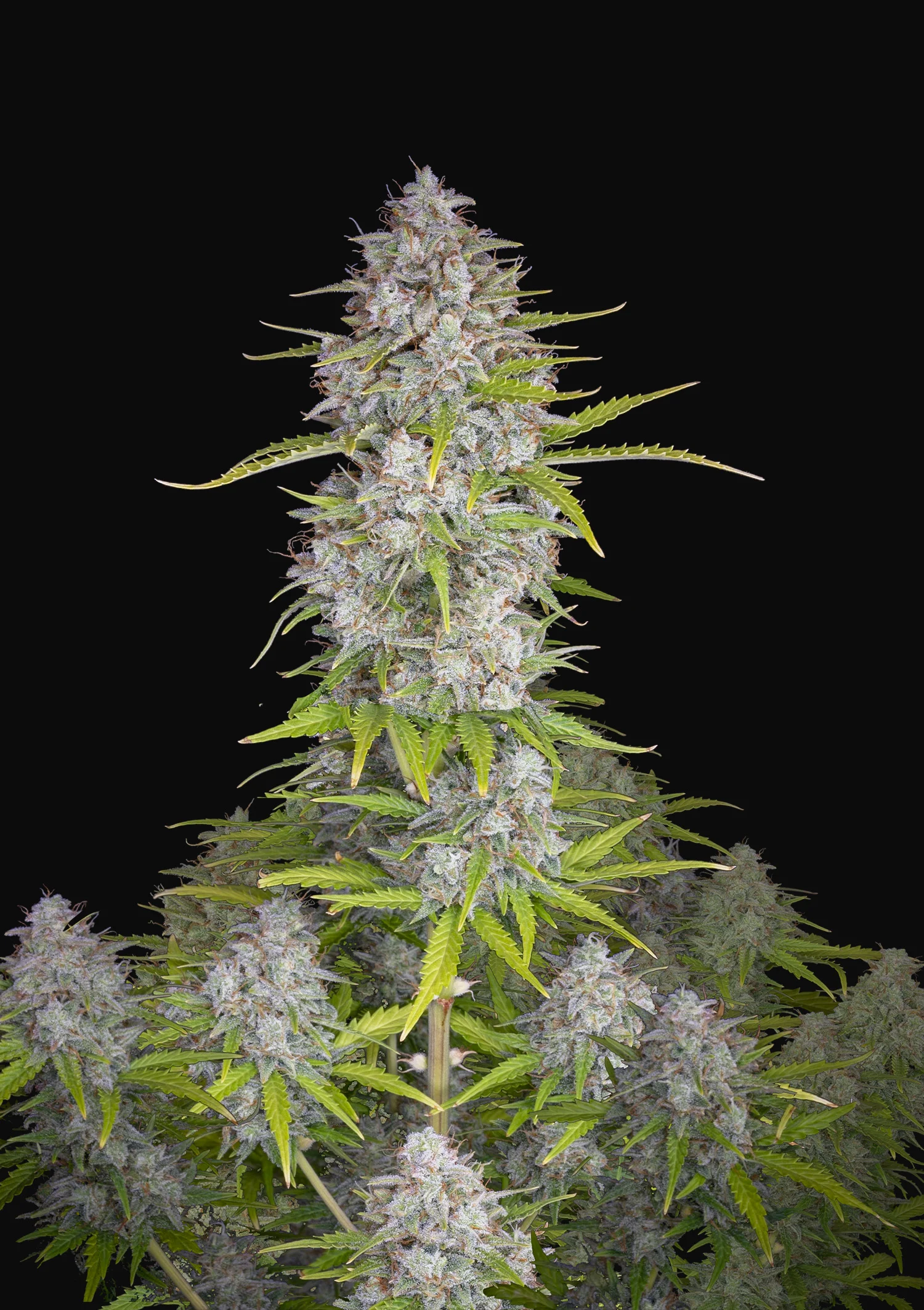 Orange Sherbet Feminised Seeds